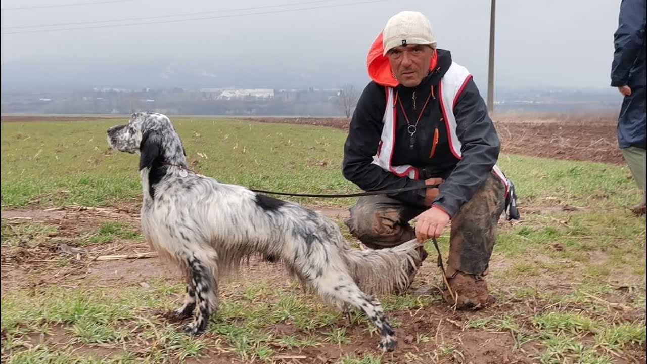 LAURSEN di casa letizia - CACIT #ingilizsetter #setteringlese #avköpeği