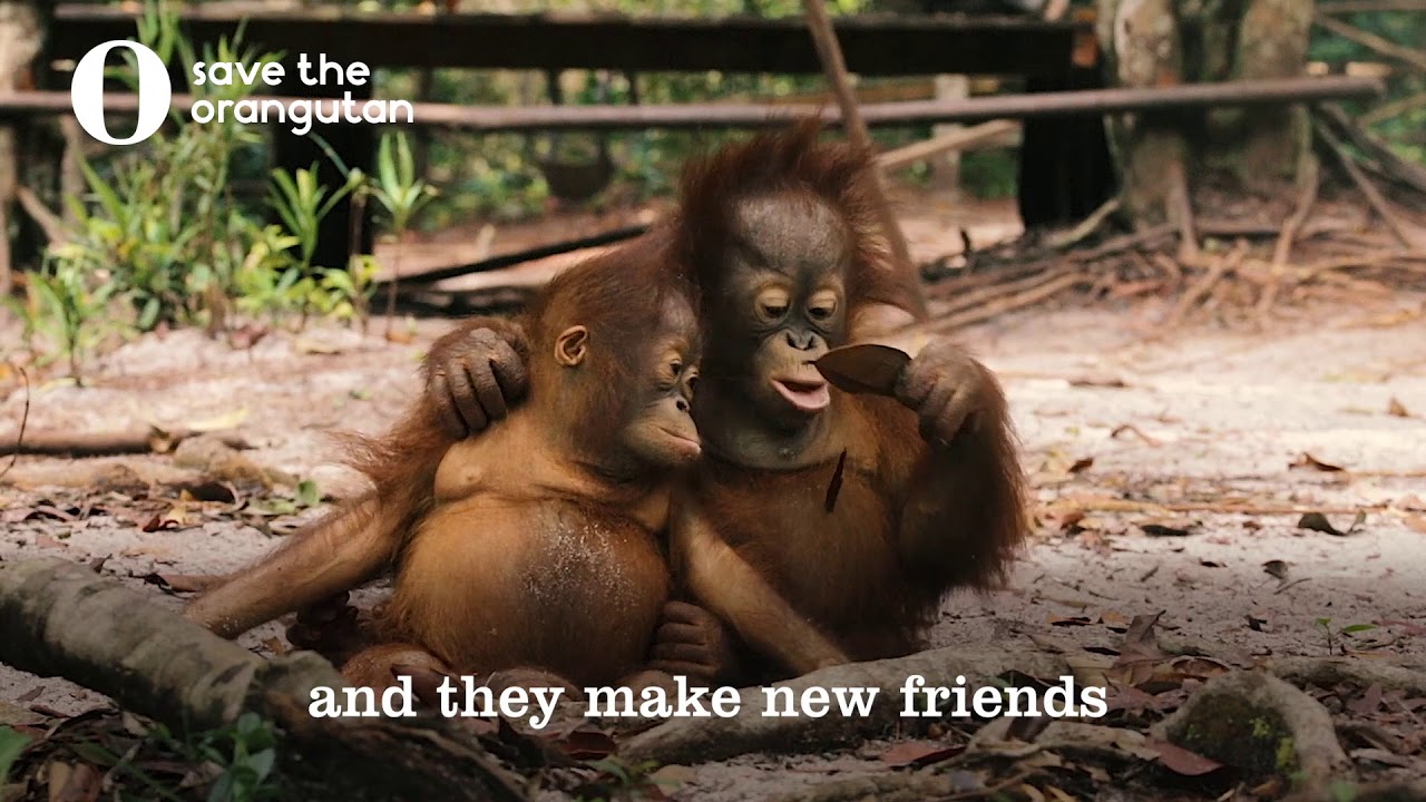 orangutan life skills