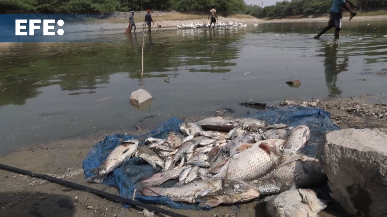 El calor extremo y la contaminaci&oacute;n dejan cientos de peces muertos en un lago de la India