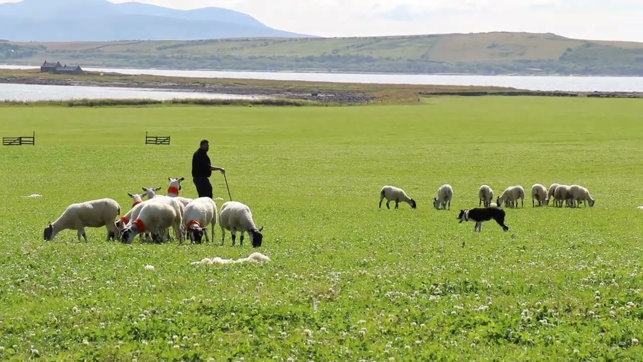 Chris Toner and Niro Mace Trials of Bute Double Gather Final 2024