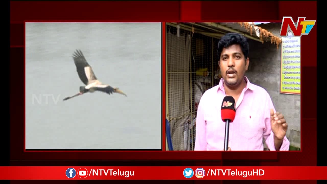 నీరు లేక వెలవెలబోతున్న కొల్లేరు సరస్సు || Kolleru Lake || NTV
