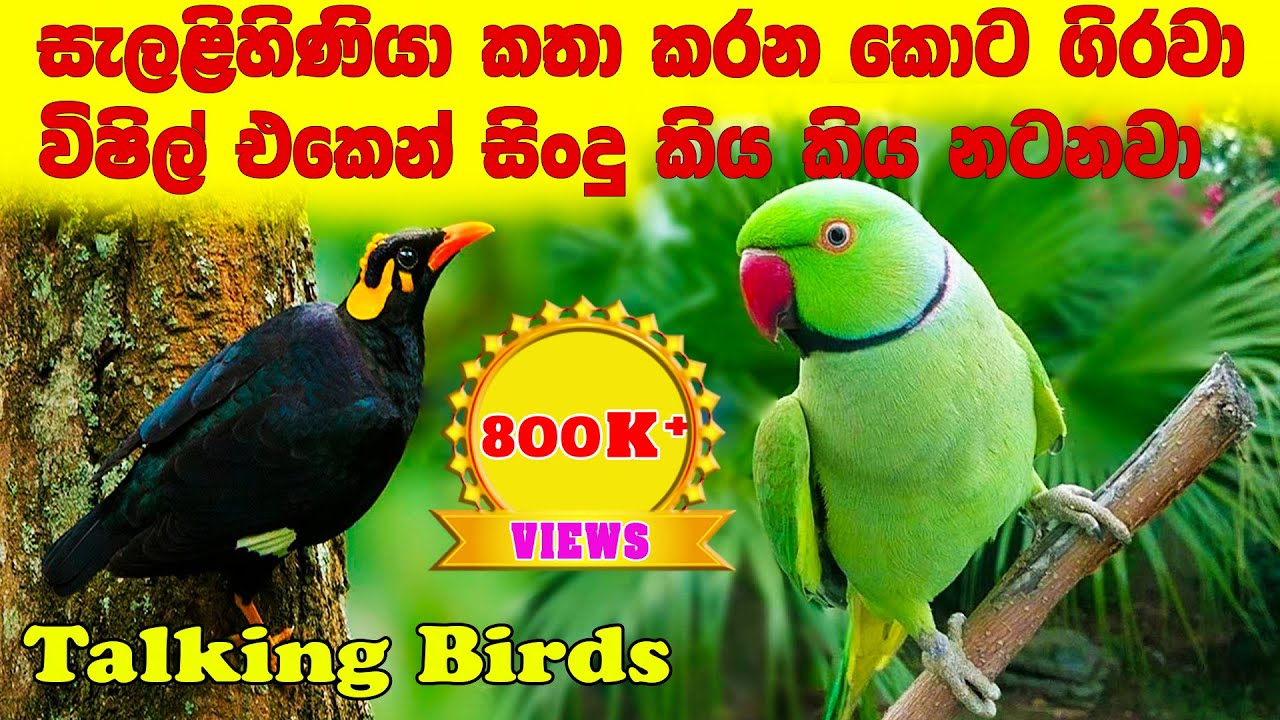 සැලලිහිණියා කතා කරනකොට ගිරවා තාලෙට විෂිල් ගහනවා|Talking parrot |Talking birds | katha karana girawa