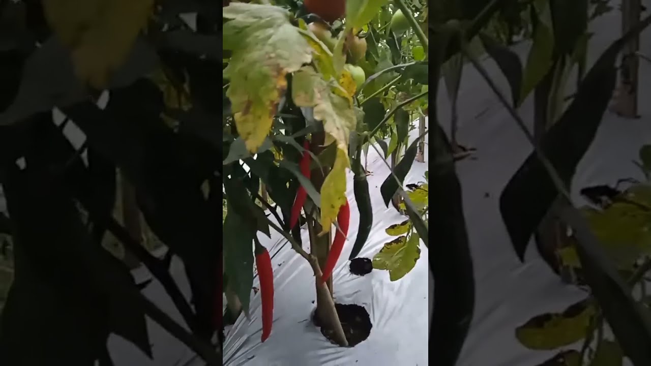 Jumari mengunjungi kebun cabai pak harianto menjelang panen perdana