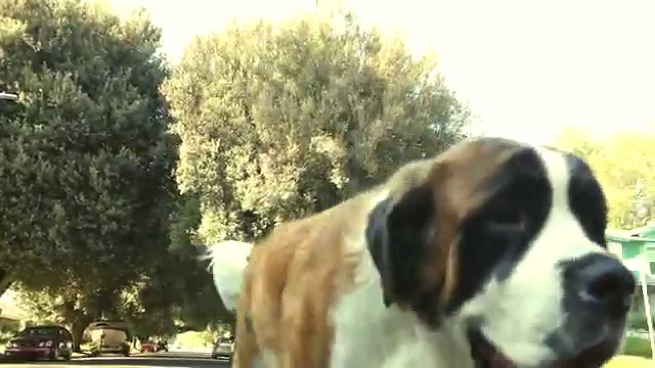 Lola - RokSteady G4 Brushless Gimbal using Alexmos 2.42B5 Autotune