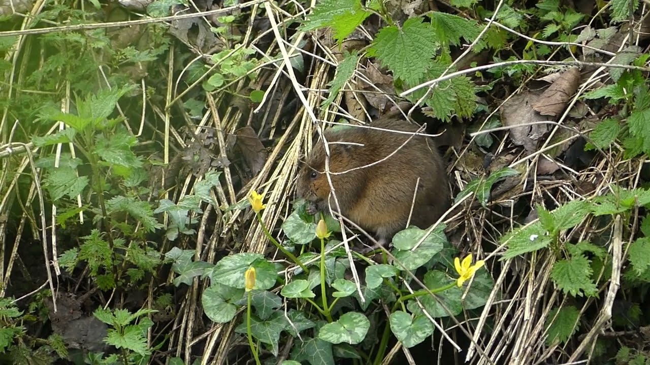 A secretive, breeding female Water Vole eating Celandine flowers!
