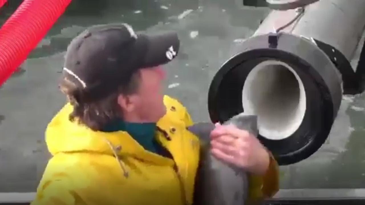 Il cannone che spara i salmoni: per i pesci una scorciatoia a fin di bene