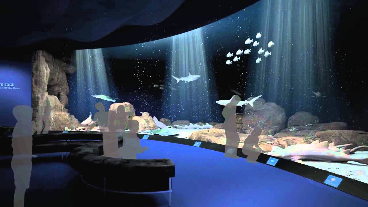 Ocean Wonders: Sharks! Animation