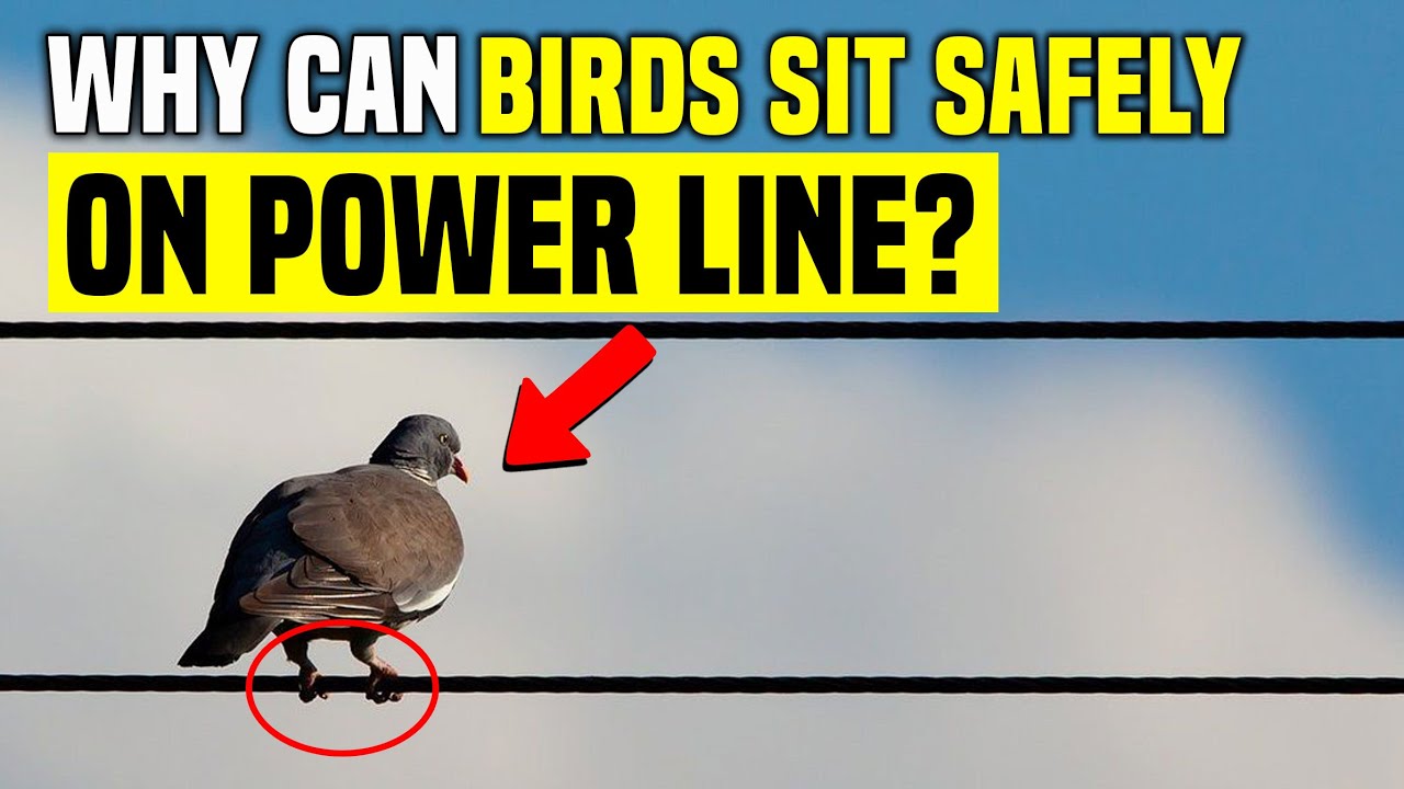 Why Birds Don’t Get Electrocuted on Power Lines  | Simple but Surprising