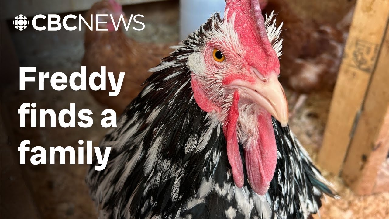 Rescued rooster enjoying new life on farm west of Montreal