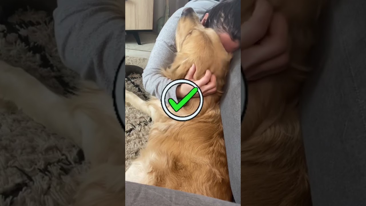 Signes qui montrent que ton chien t&rsquo;aime 😍&hearts;️
