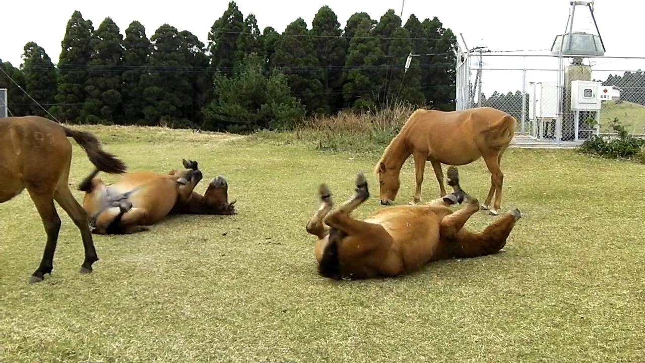 馬が次々に寝転び出す 都井岬 2011年11/30