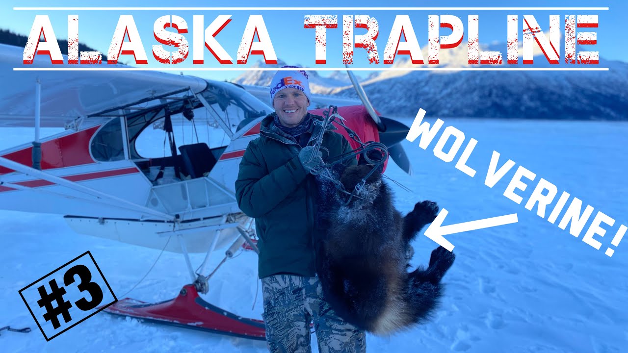 S22Ep1: Magnum Wolverine on the Trapline!