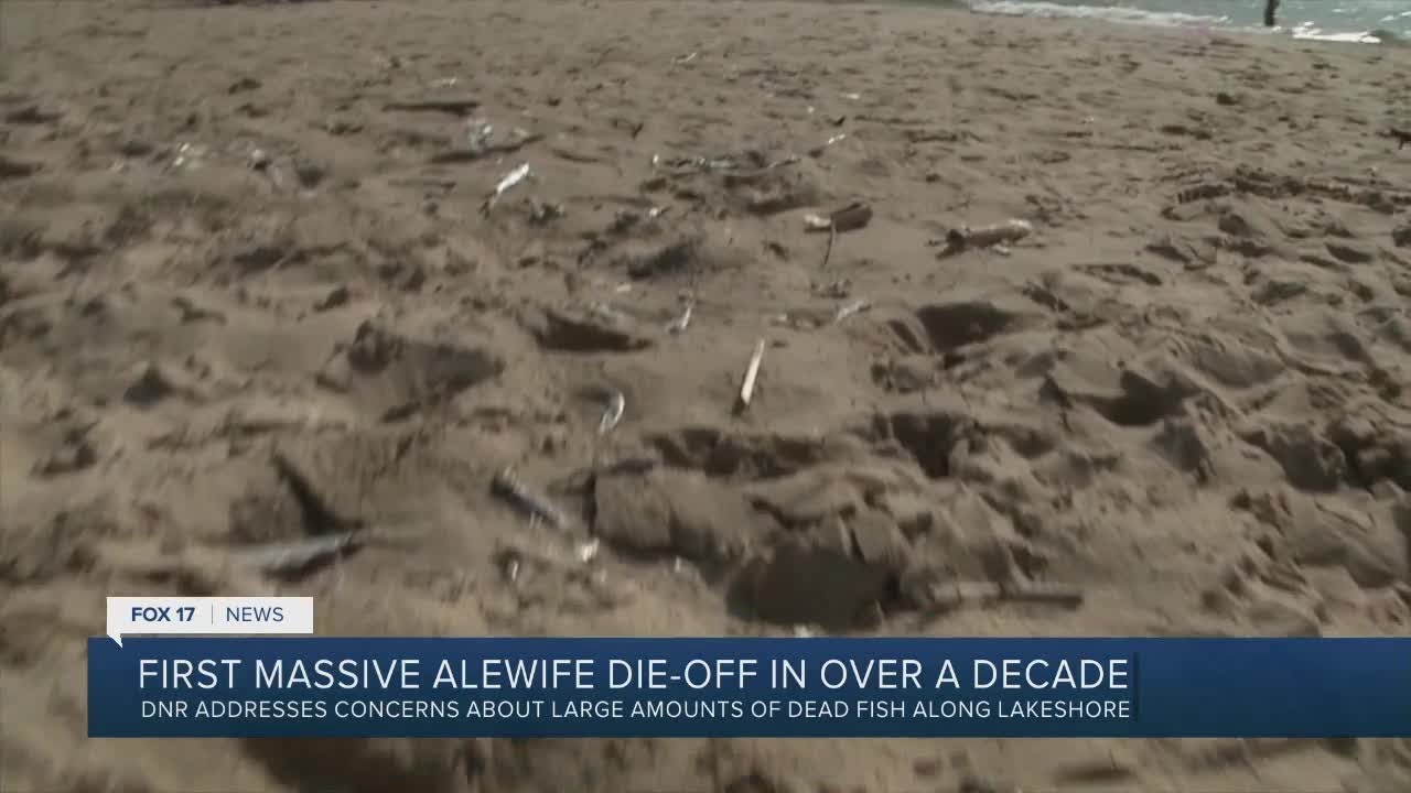 Massive fish die-off happening in Lake Michigan