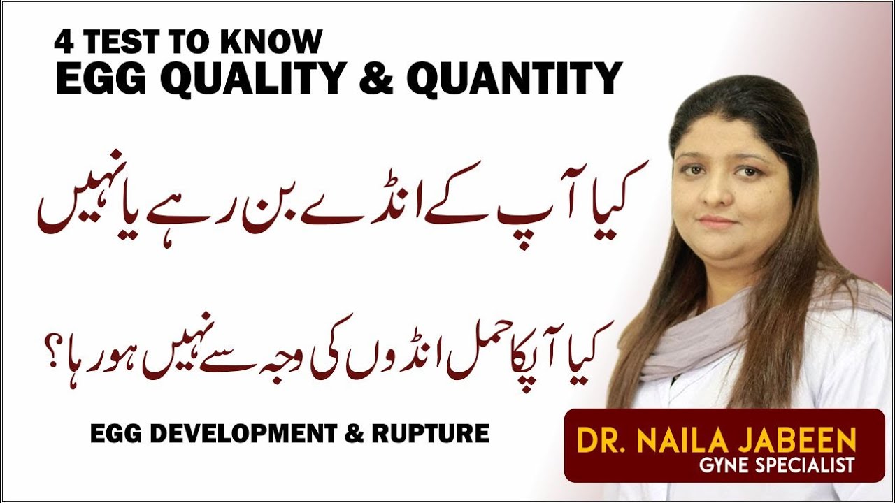 Ande Dani Mein Egg Rupture Hona | 4 Test To Know Female Egg development | Egg Quantity & Quality
