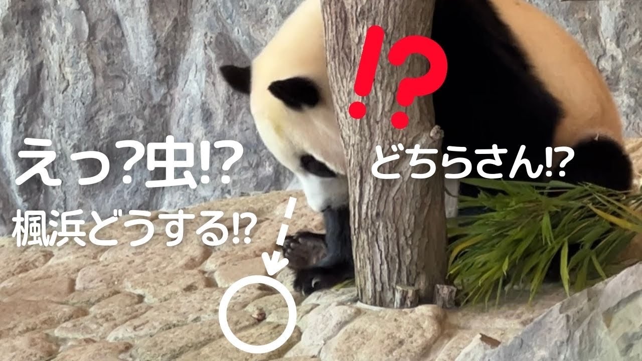【速報】竹に虫⁉️楓浜の行動が..😳やっぱり予想外ガール😂今日のパンダファミリー🐼