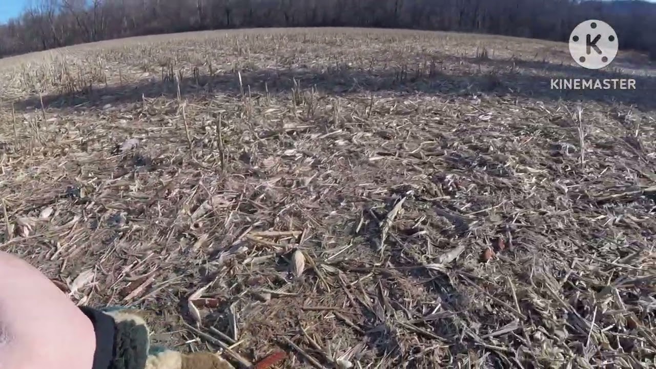 Early Christmas gift with bagged out on mallards