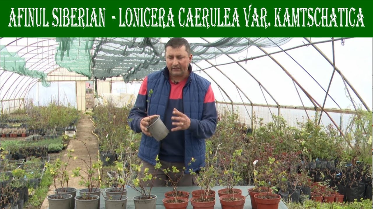 Descriere Afin siberian - Lonicera caerulea var. kamtschatica  in cadrul emisiuni In gradina Danei