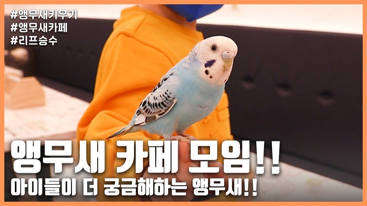 [앵무새키우기] 앵무새 카페 모임!! 아이들이 더 궁금해하는 앵무새!!
