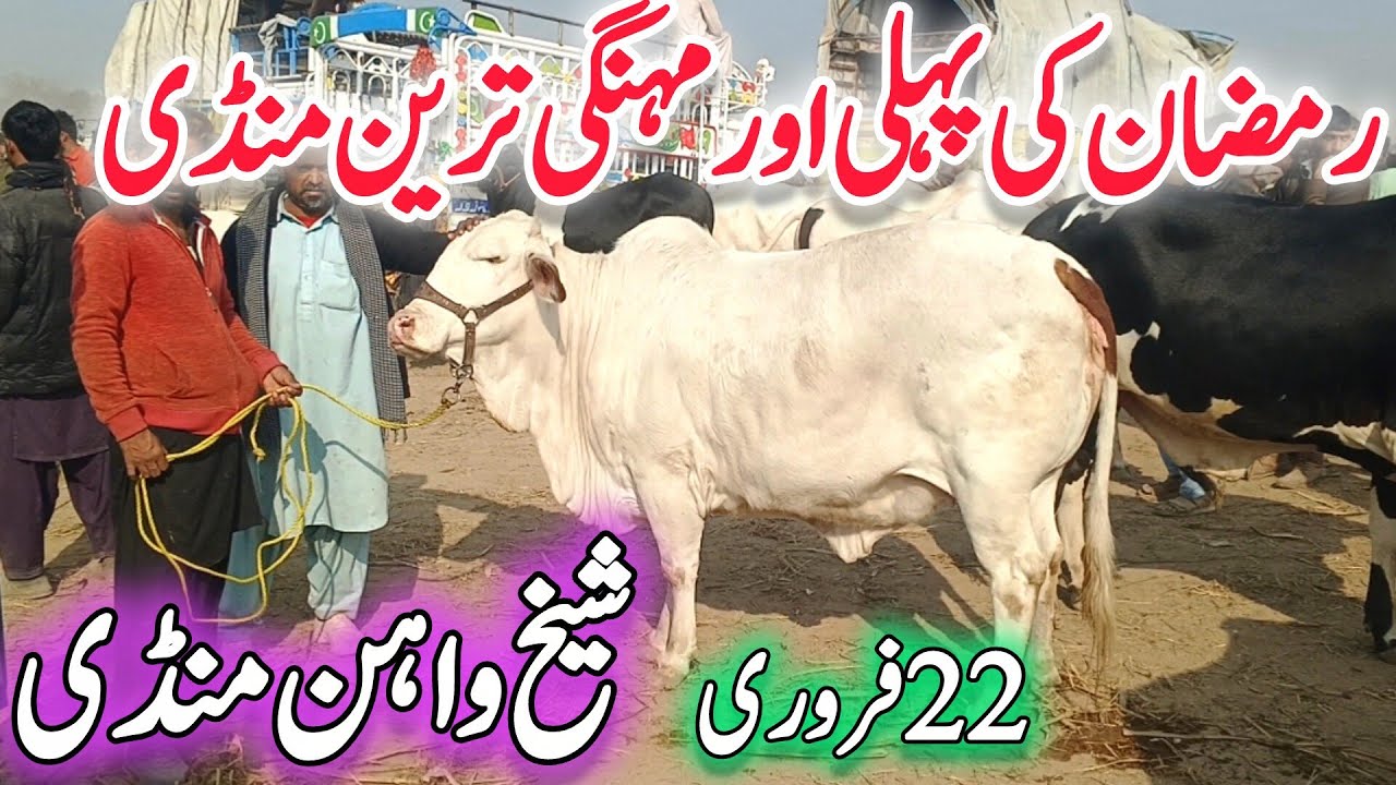 Today Sheikwahan COW MANDI Video Update Ramzan Mubarak | Brahman Sluger Nukra Gulabi Cholistani 