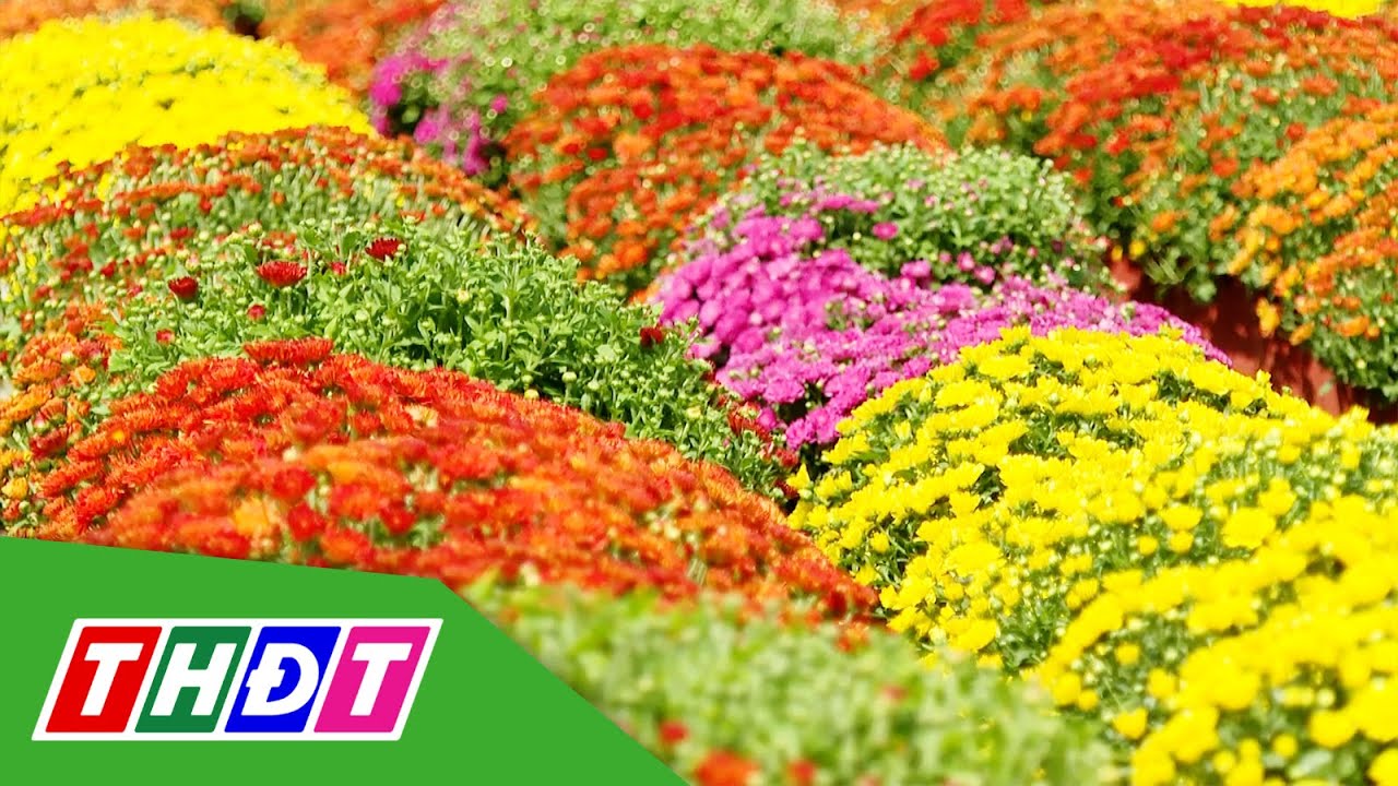 Phú Cường, Đồng Tháp: Sắc hoa tươi thắm đón chào Tết Bính Ngọ | THDT