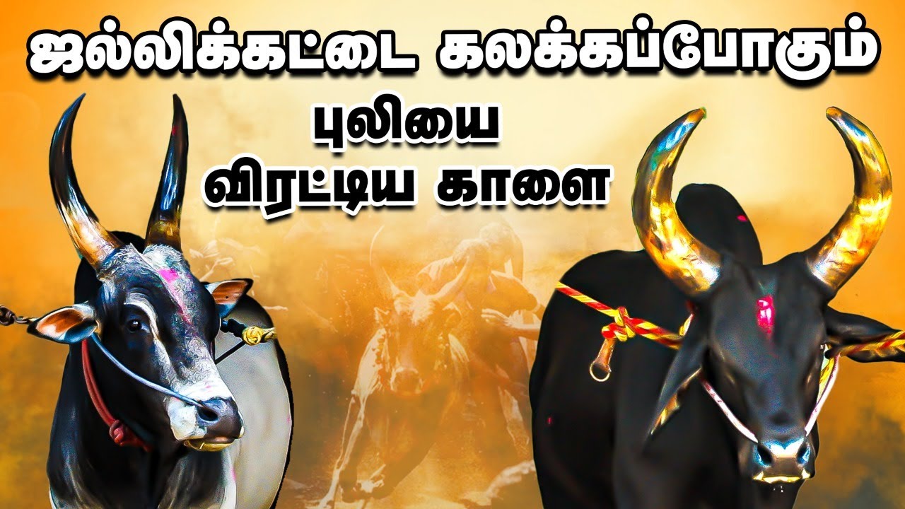 Jallikattu-க்குத் தயாராகும் INDIA-PAKISTAN எல்லையில் பிறந்த கருப்பன் 🐂🐄🥮 | Ananda Vikatan