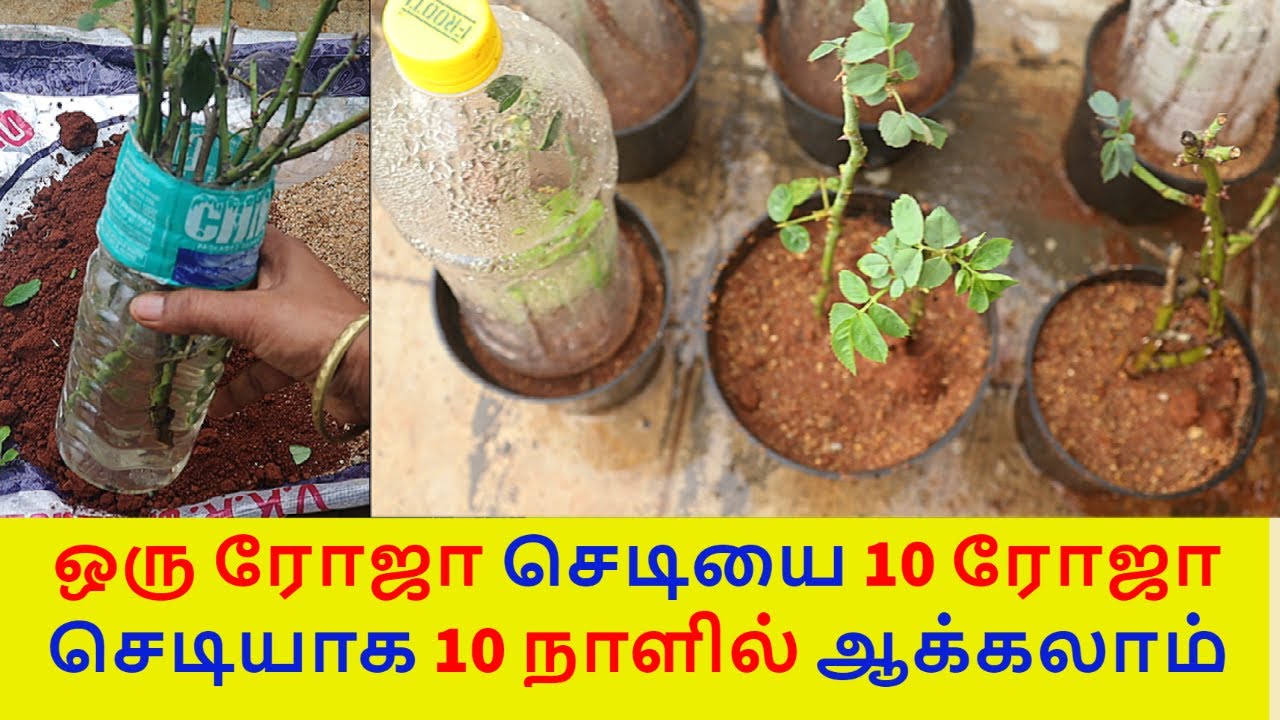 இப்படி வைத்தால் புது துளிர் வேர் உடனே வரும் | ரோஸ் கட்டிங் | Rose cutting propogation