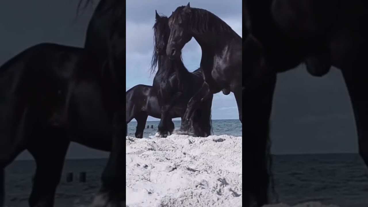 Friese Kurzvideo                #friese #supercute