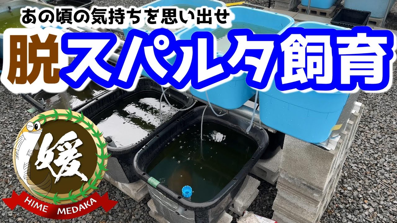 メダカの脱スパルタ飼育!～世話をすることの魅力～【媛めだか】