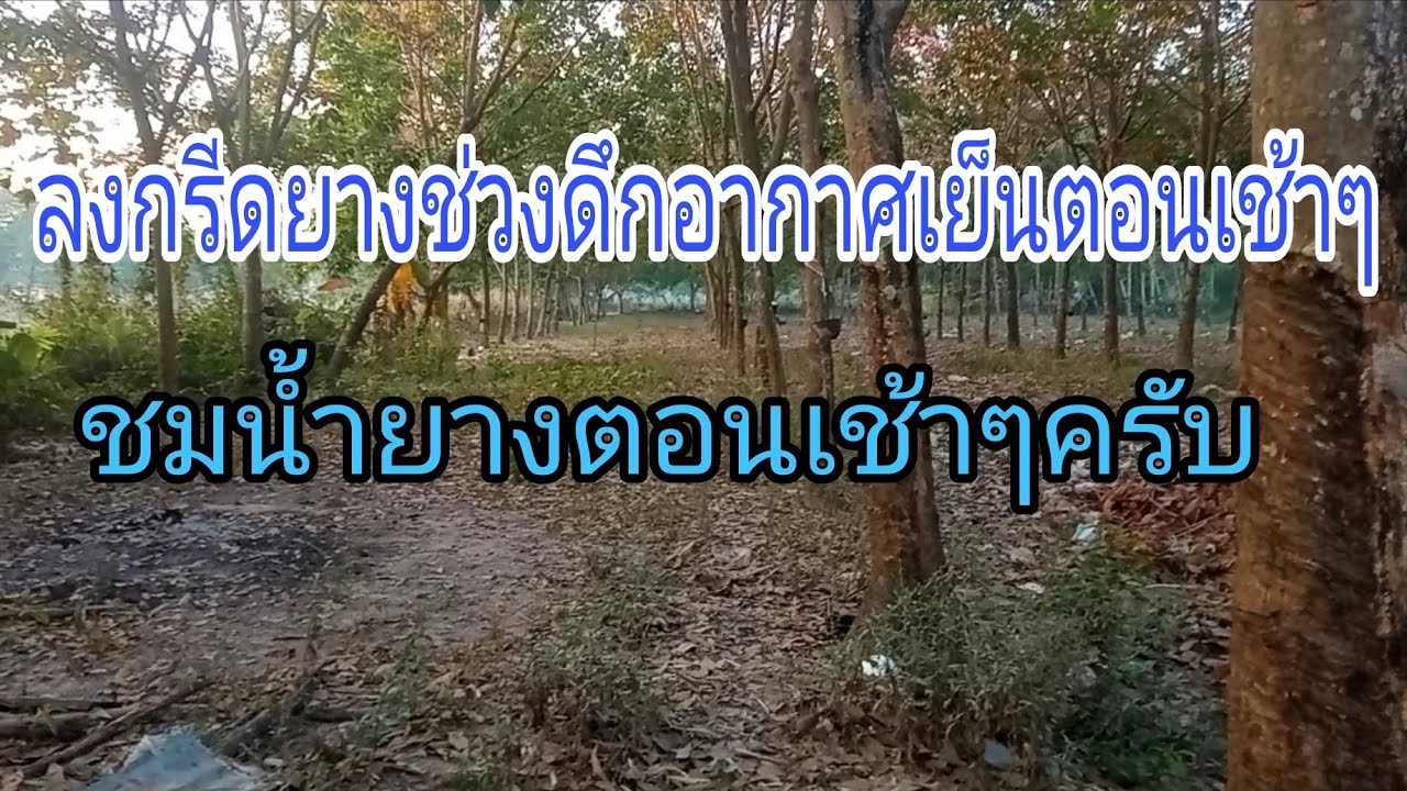ลงกรีดยางช่วงดึกอากาศเย็นตอนเช้าๆ. ชมน้ำยางตอนเช้าๆครับ