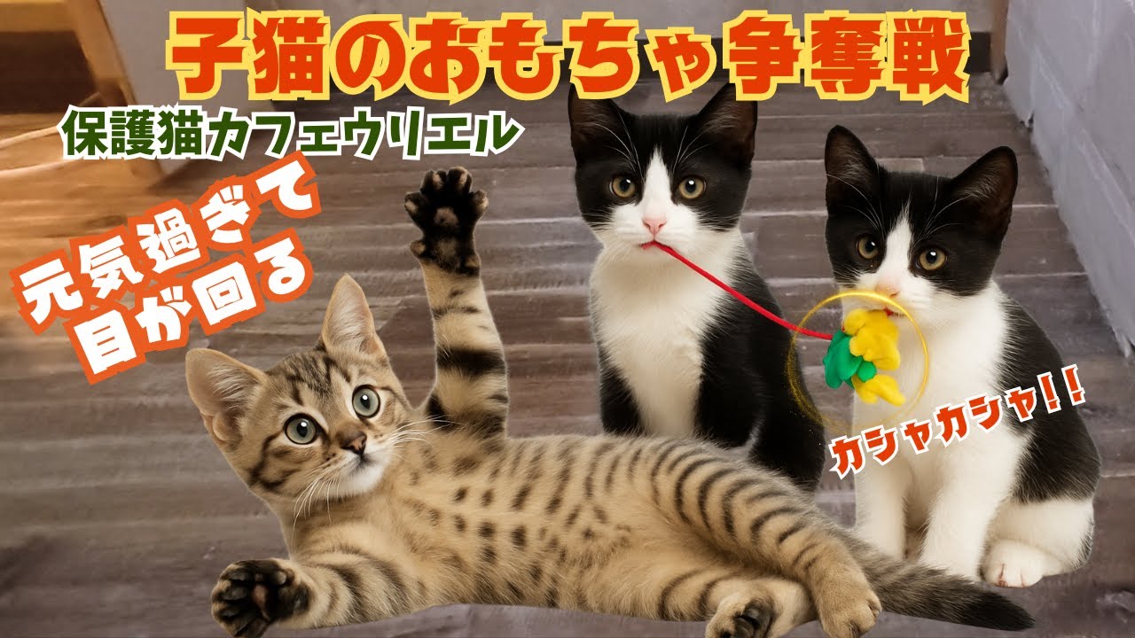 やんちゃな子猫ｖｓ平和主義な子猫？保護猫カフェの爆笑おもちゃ争奪戦（カフェウリエル）梅田Pacifist kitten vs. mischievous kitten