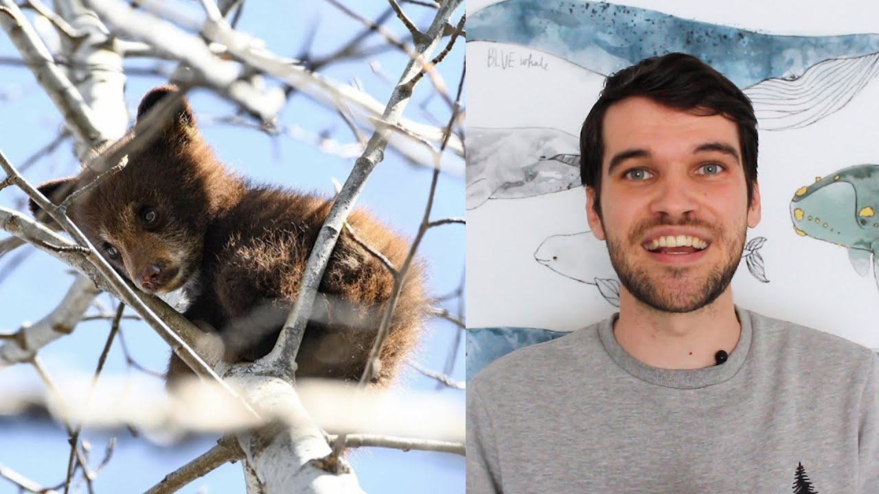 Cute cubs and beautiful birds! | #HelloSpringCBC recap - Week 3