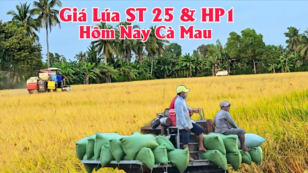 24/02/2026 Giá Lúa ST 25 & HP1 Hôm Nay Cà Mau #giálúahàngngày