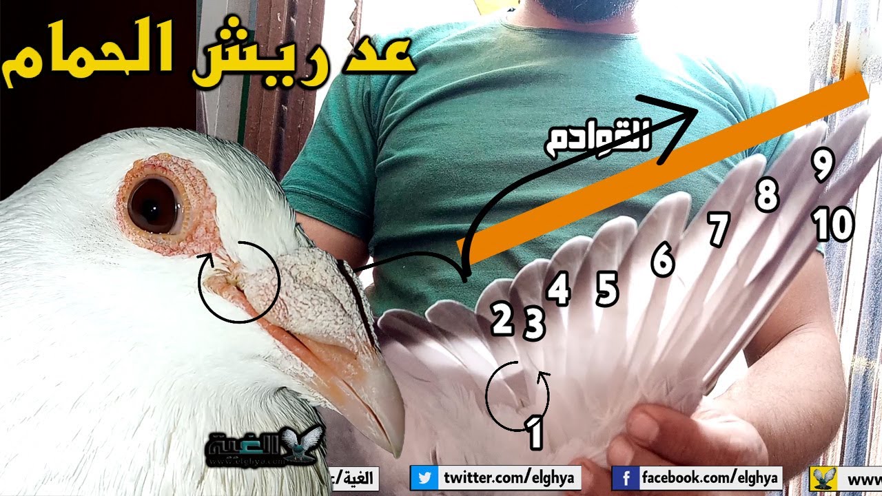معرفة عمر الحمام وطريقة عد الريش والخنشرة#الغية