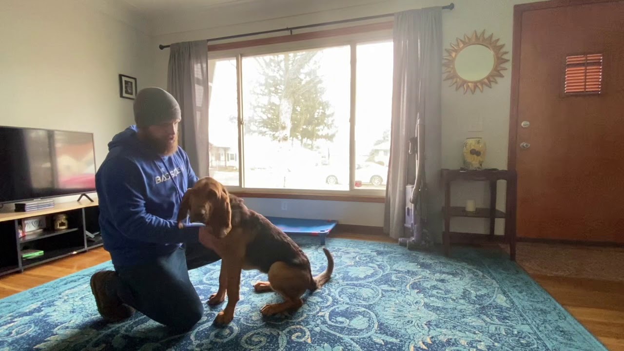 Best Dog Training Toledo, Ohio! 6 Month Old Bloodhound, Dixie!