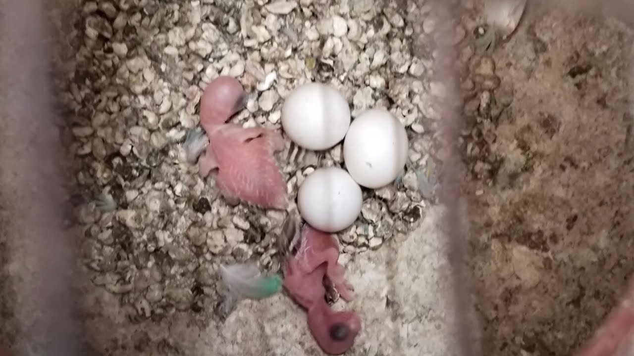 Ravi Birds is live!🤩 New Baby Welcome 🤗🦜🦜🦜🦜🦜🐣🐣🐣🐣🐣🐣🐥🐥🐥🐥🐥🐥🐥