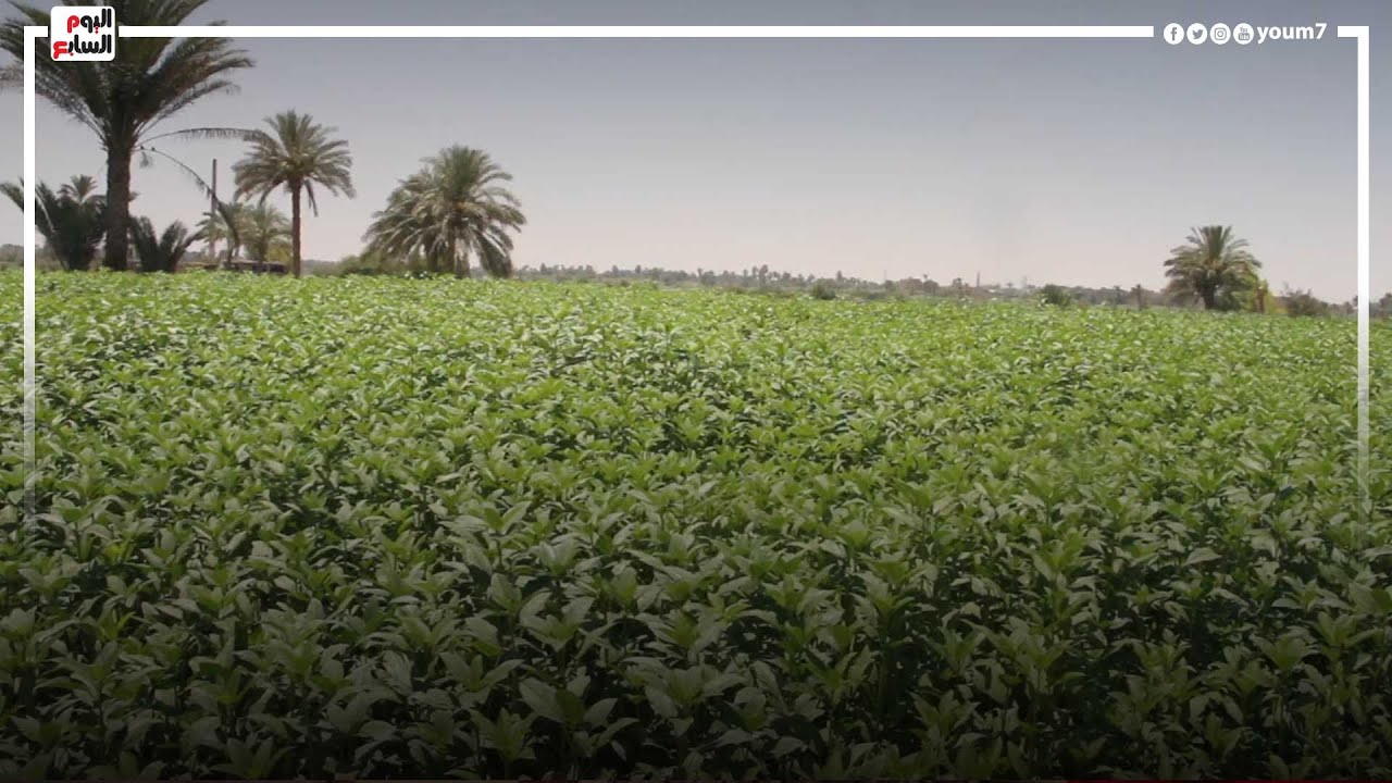 أبوجنشو قرية الملوخية العملاقة تظهر بالفيوم.. والسر في التصدير وطولها يصل لـ 2 متر