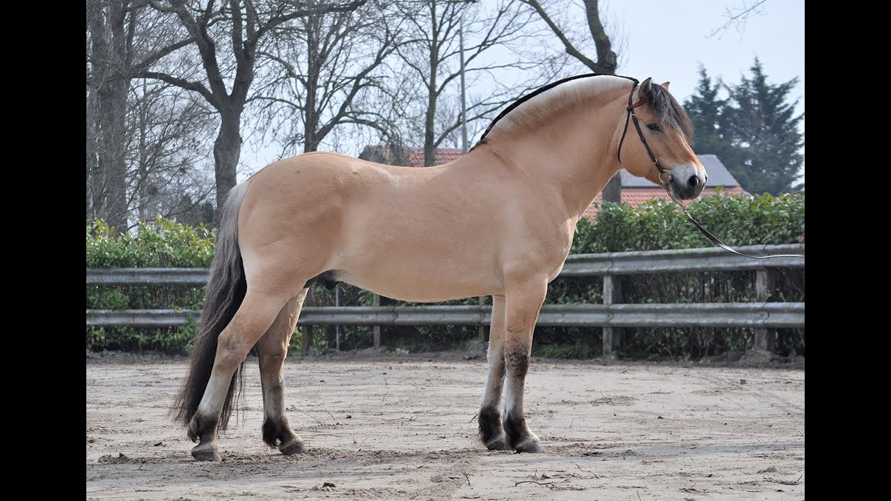 Kris - Fjordstallion show Belgium