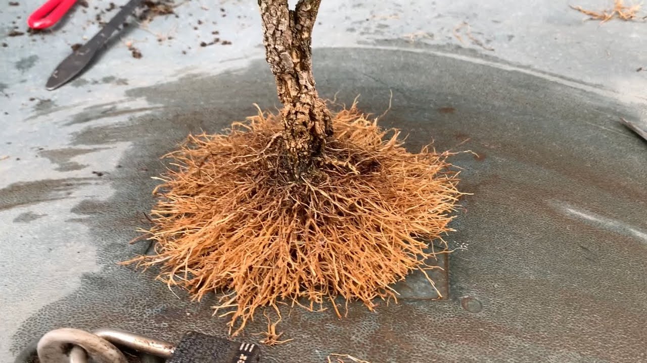 Repotting My Boxwood Bonsai (04/03/22)