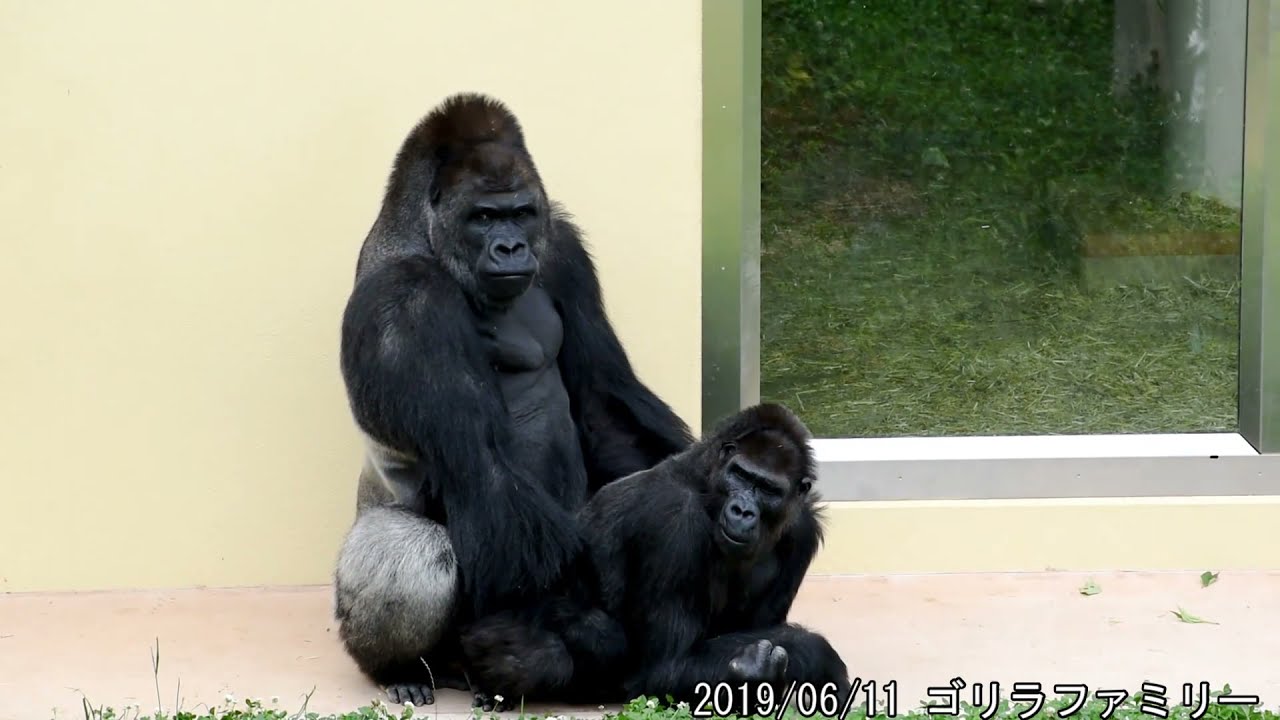 【再生数780万突破】シャバーニの交尾 ゴリラ shabani  family gorilla Mating 東山動植物園 20190611