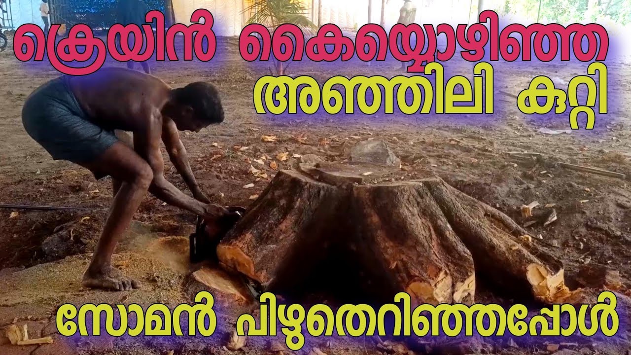 ജിമ്മ് സോമൻ അഞ്ഞിലി കുറ്റി പിഴുതു എറിയുന്നു #treecutting 