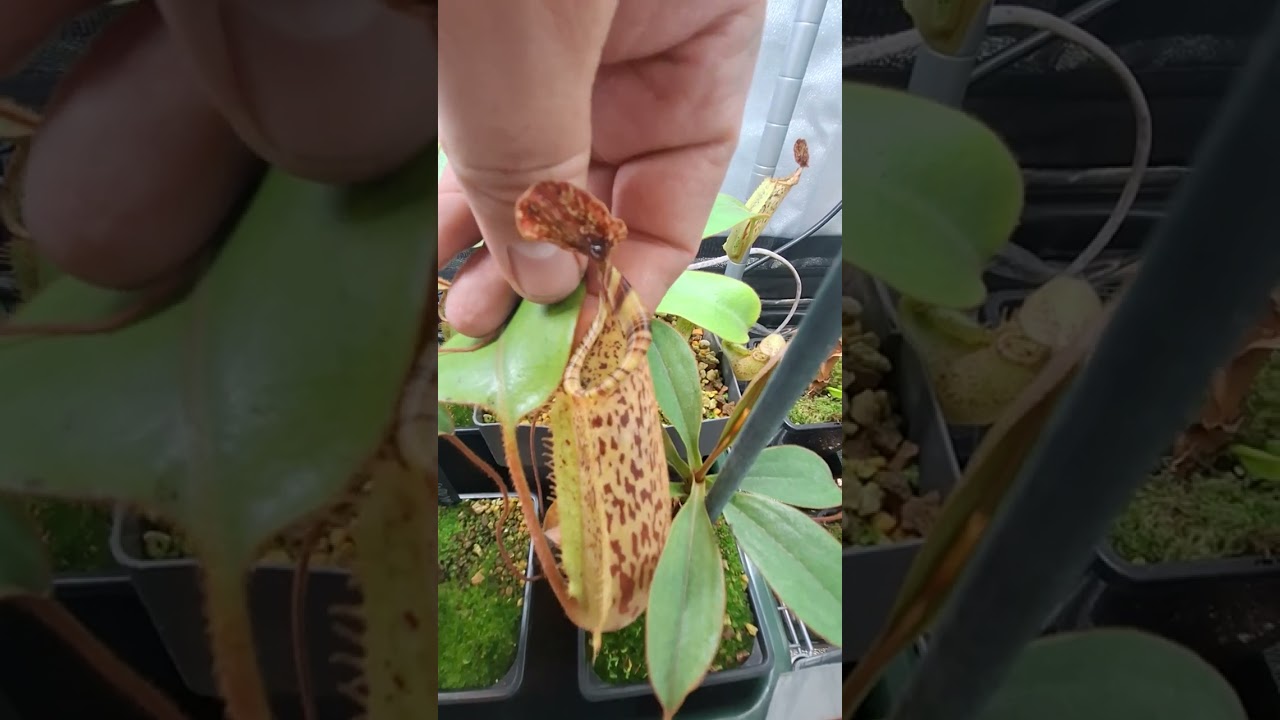 Nepenthes grow tent tour for august 2024. NEW TENT!!!!!!