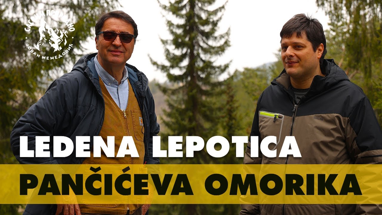 SASVIM PRIRODNO: Ledena lepotica - Pančićeva omorika