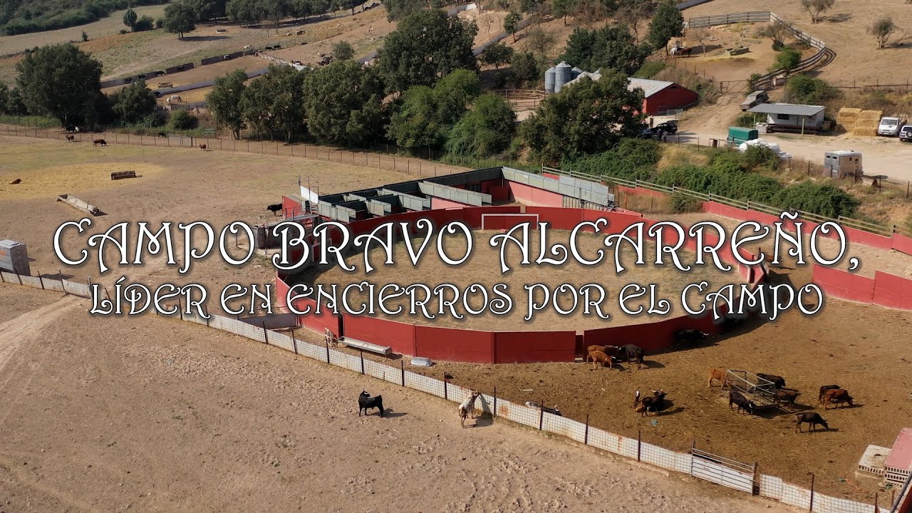 CAMPO BRAVO ALCARREÑO, LÍDER EN ENCIERROS POR EL CAMPO