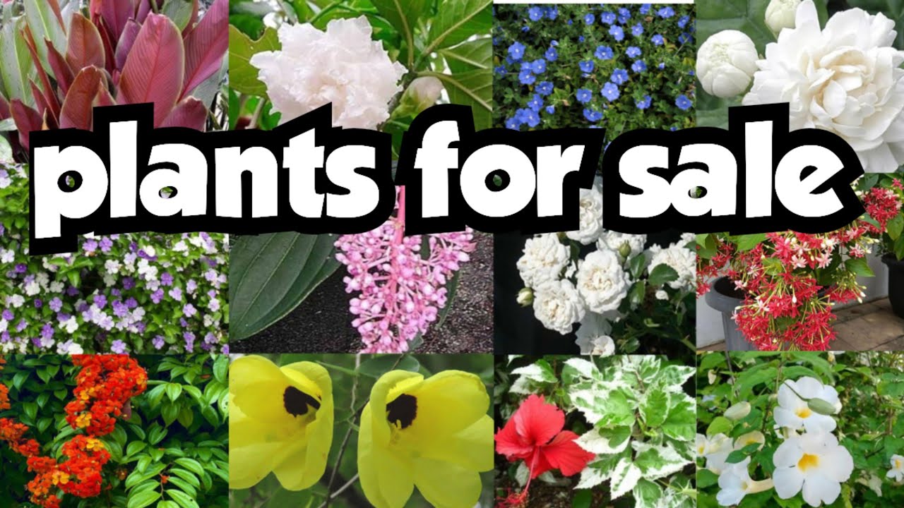 Plants for sale||sera's gardens||6-3-26