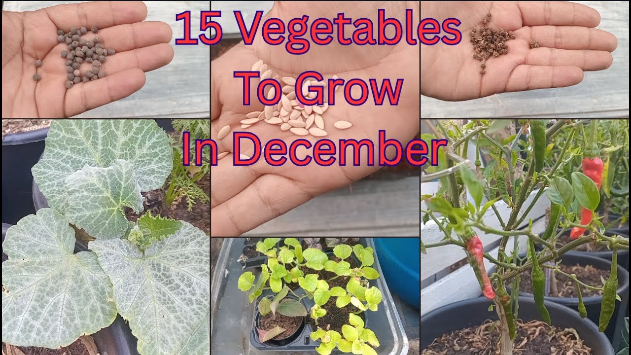 15 овощей, которые нужно начать выращивать в декабре // Южная Африка, Кейптаунский сад