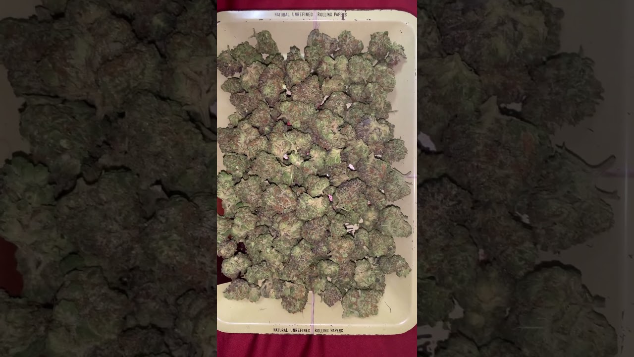 King thca new pack stran wedding cake #kingthca not sponsored go check it out