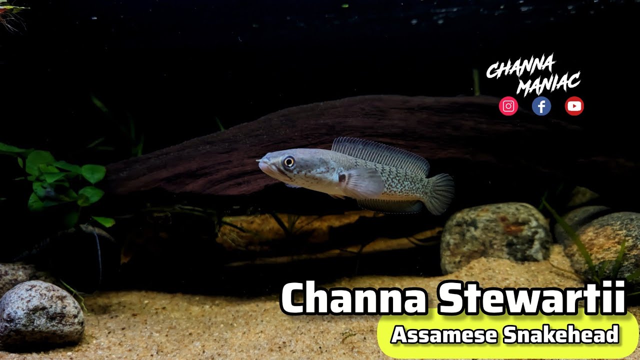Channa Stewartii Juvenile ❤️Cinematic Video 