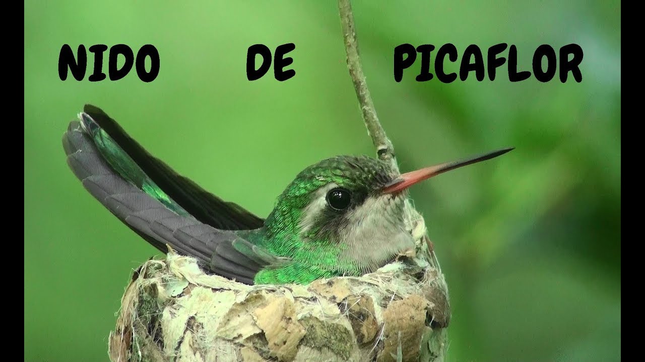 ❤ El NIDO de PICAFLOR l Construcción y crianza de PICHONES