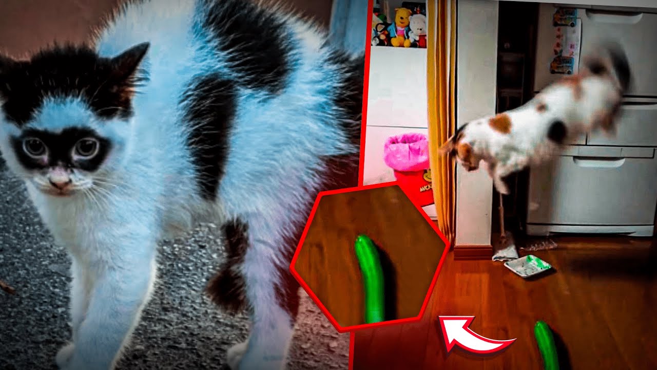 OS SUSTOS MAIS ENGRAÇADOS DOS GATOS😂 #PRT 1