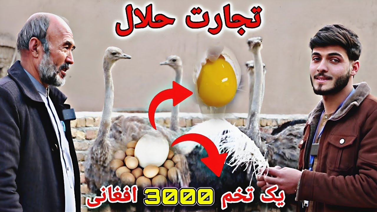 گزارش ویژه: از فارم شترمرغ در کابل و سودهای شگفت‌انگیز این کسب‌وکار پرسود || شرکت مرغداری فقیری